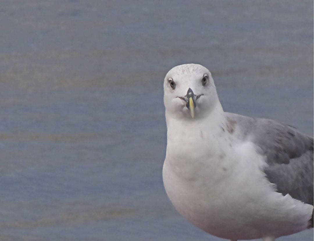 Möwe Möwe